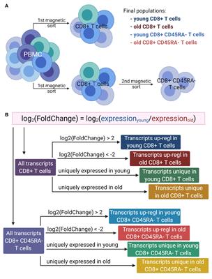 Transcriptional Analysis of Total CD8+ T Cells and CD8+CD45RA- Memory T Cells From Young and Old Healthy Blood Donors